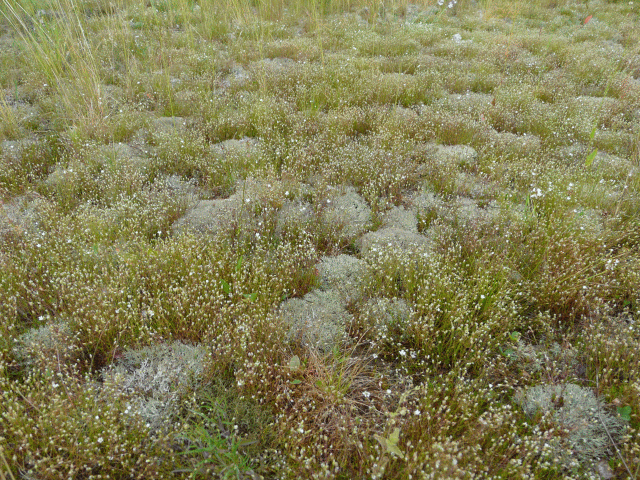 Schwermetallrasen mit Kupferblümchen und Flechten