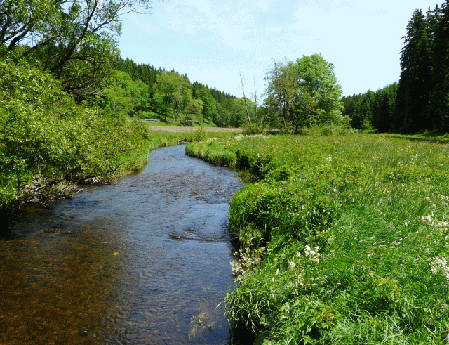 Warme Bode zwischen Tanne und Königshütte