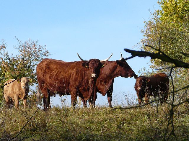 Tierische Zuhörer bei der Exkursion zur Herbsttagung