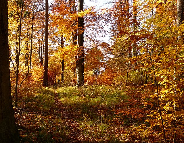 Buchenwald im Herbst im NSG Albrechtshaus bei Stiege