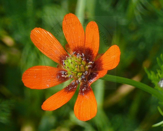 Sommer-Adonisröschen (Adonis aestivalis)