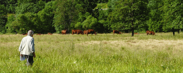 Harzkühe als Landschaftspfleger im Bodetal