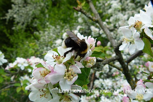 Besucher im Wildapfel