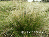 Borstgras (Nardus stricta)