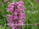 heilziest-betonia-officinalis.jpg