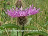 Perücken-Flockenblume (Centaurea pseudophrygia)