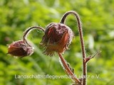 Bach-Nelkenwurz (Geum rivale)