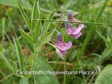 Berg-Platterbse (Lathyrus linifolius)
