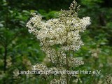 Echtes Mädesüss (Filipendula officinalis)