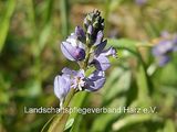 Gemeines Kreuzblümchen (Polygala vulgaris)