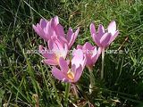 Herbst-Zeitlose (Colchicum autumnale)