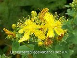 Kanten-Hartheu (Hypericum maculatum)