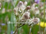 Katzenpfötchen (Antennaria dioica)