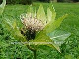 Kohldistel (Cirsium oleracaeum)