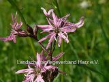 Kuckucks-Lichtnelke (Lychnis flos-cuculi)