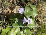 Leberblümchen (Hepatica nobilis)