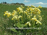 Wiesenprimel (Primula veris)