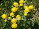 trollblume-trollius-europaeus.jpg