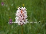 Schlangen-Knöterich (Polygonum bistorta)